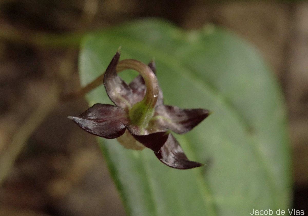 Trichopus zeylanicus Gaertn.